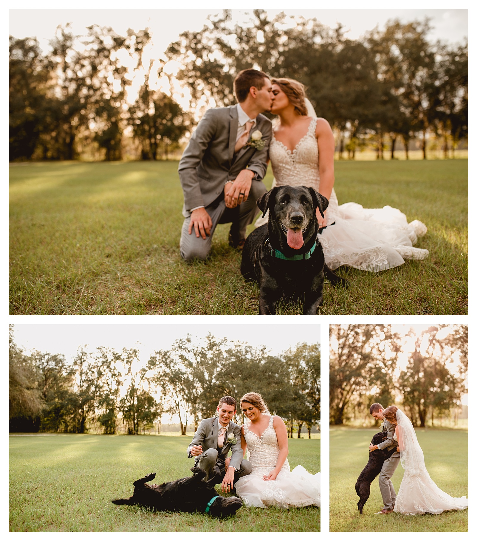 Dog parents get married, photos celebrate their marriage. Shelly Williams Photography