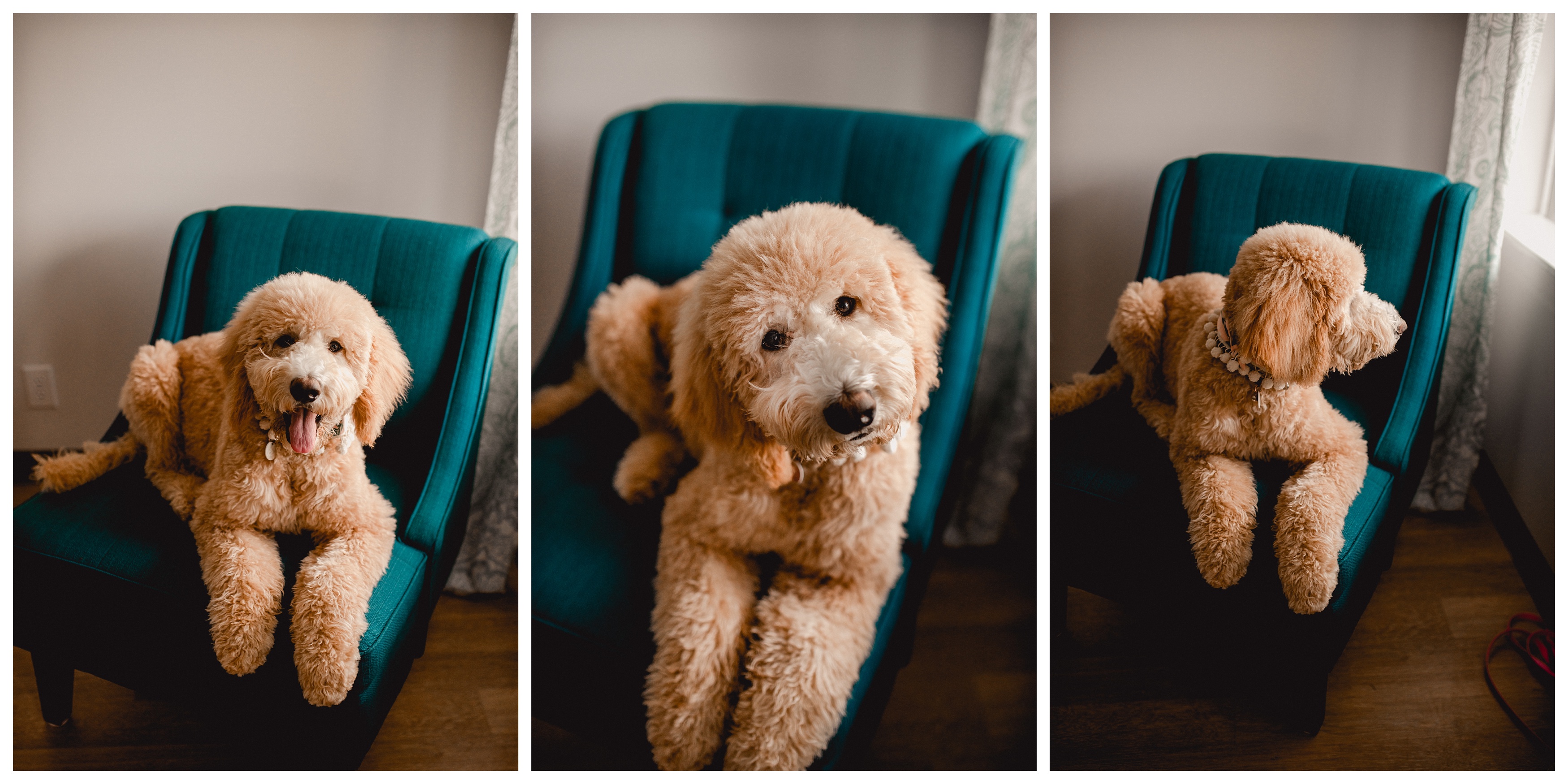 Pet portraits taken by a professional photographer in North Florida. Golden doodle puppy. Shelly Williams Photography