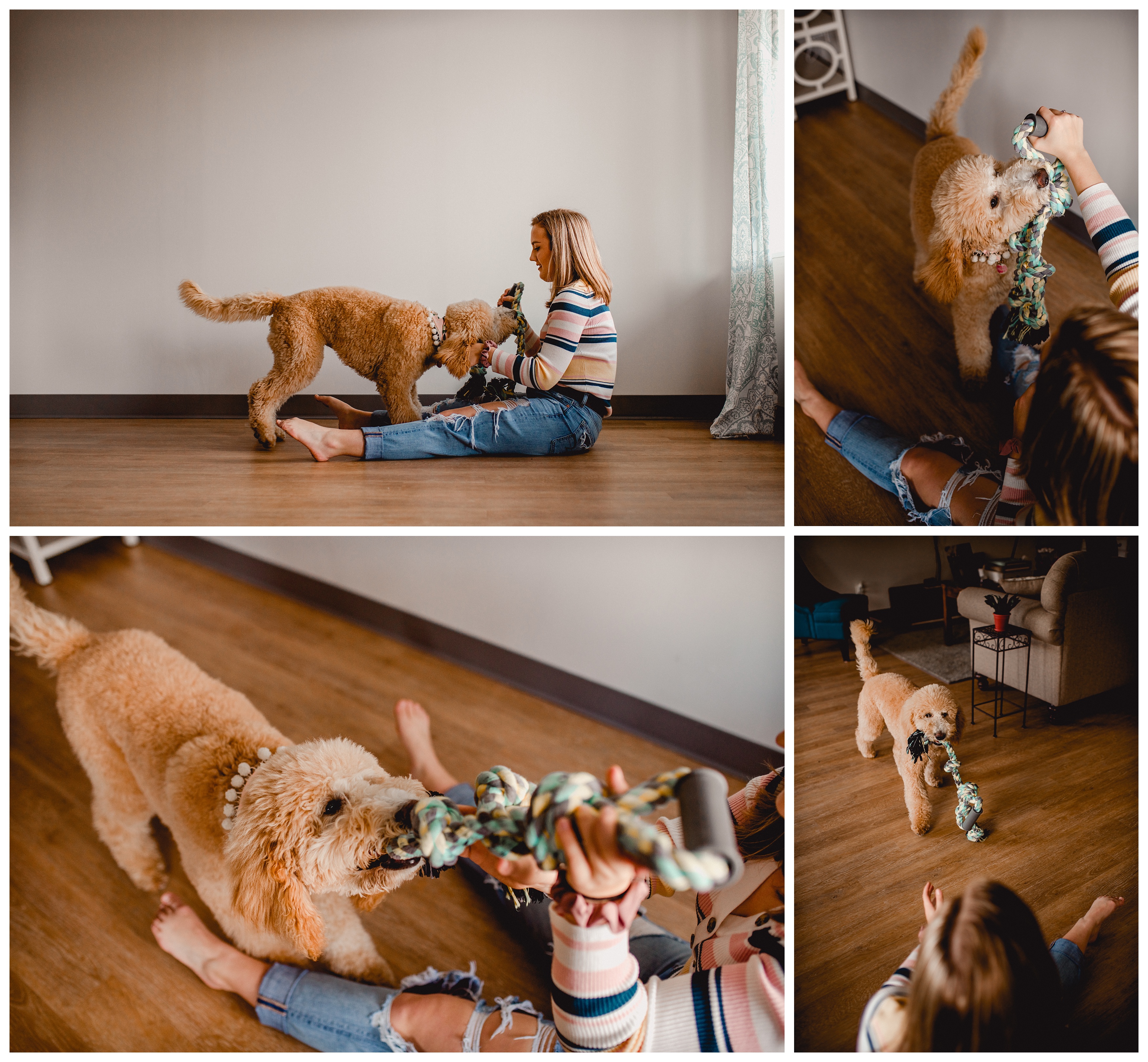 Golden doodle playtime photography in North Florida. Shelly Williams Photography