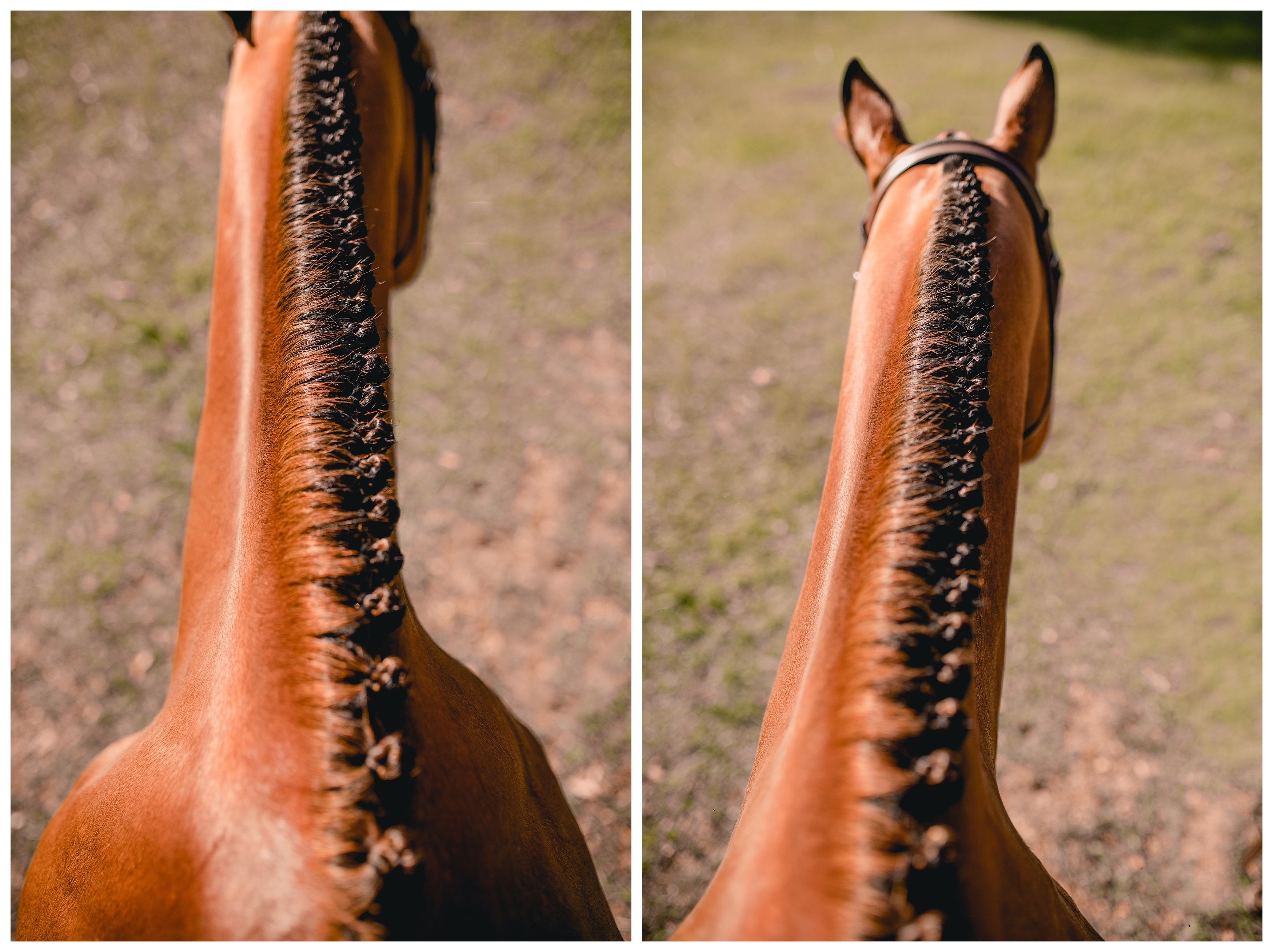 Unique angle of horse braids while on the horse by professional horse braider in Ocala, Florida. Shelly Williams Photography