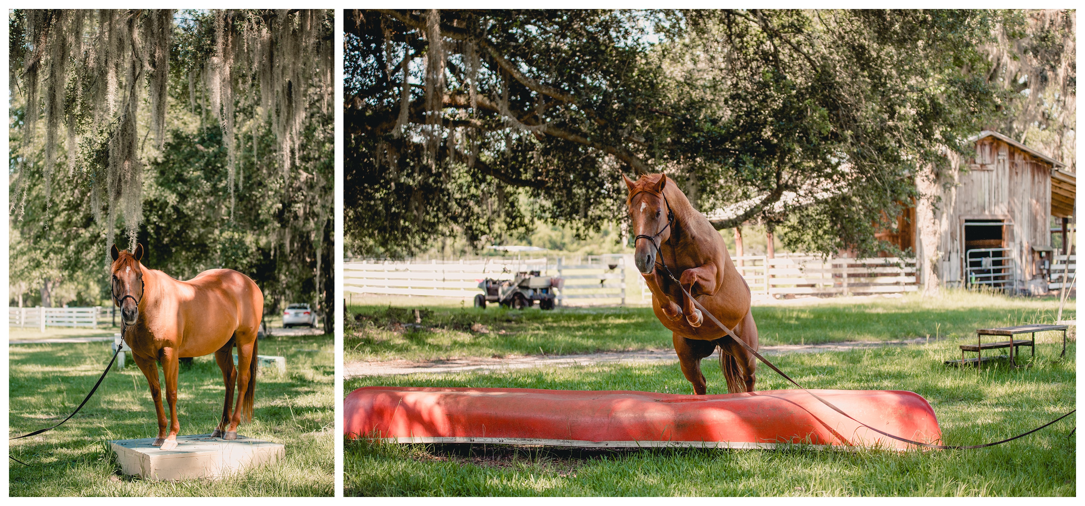 Horsemanship training at Wellborn Quarter Horses located near Live Oak, Florida. Shelly Williams Photography