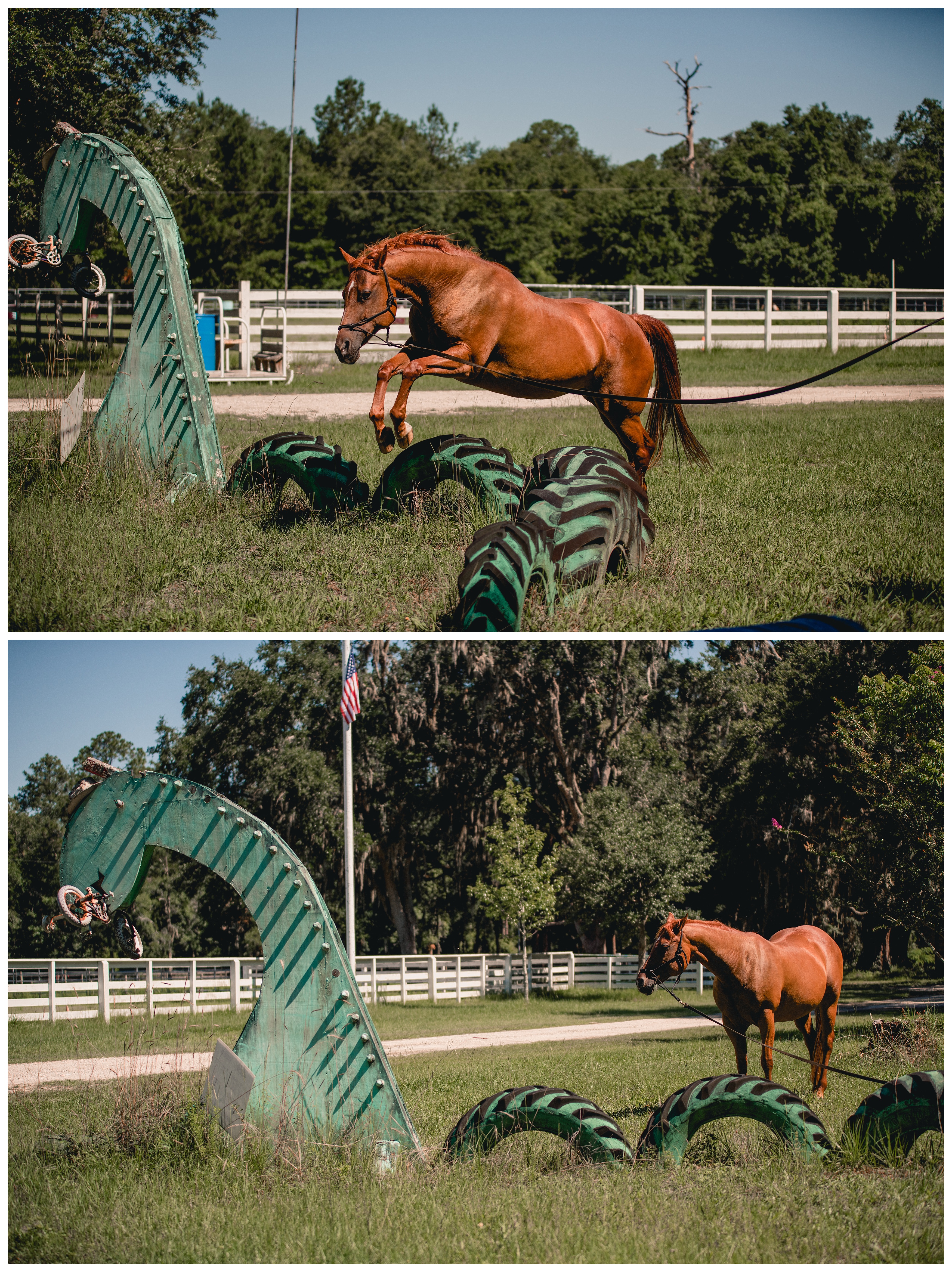 Horse photographer takes pictures at Wellborn Quarter Horses of horse doing an obstacle course. Shelly Williams Photography