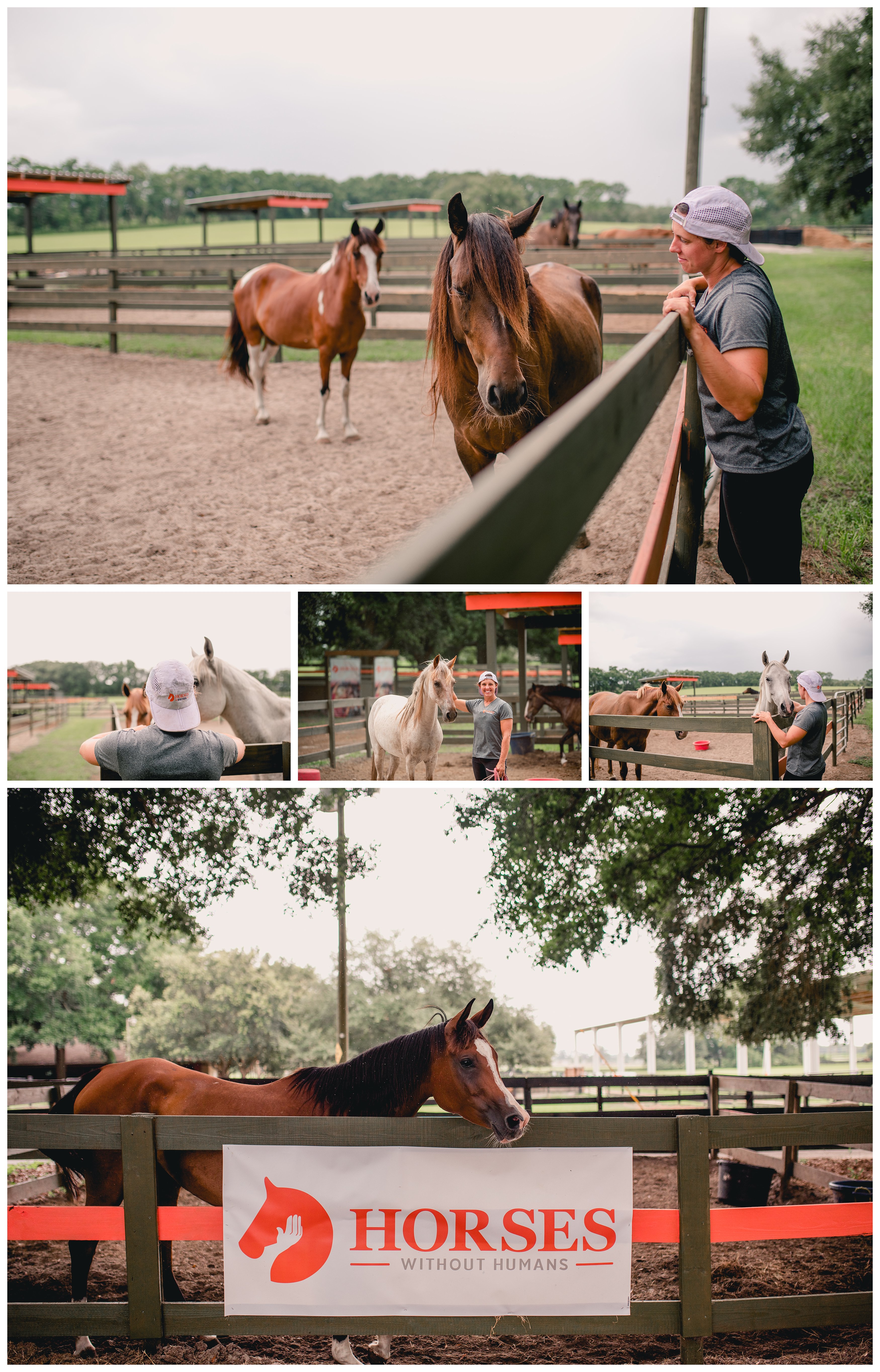 Horse photographer in north Florida travels to equine rescue. Shelly Williams Photography