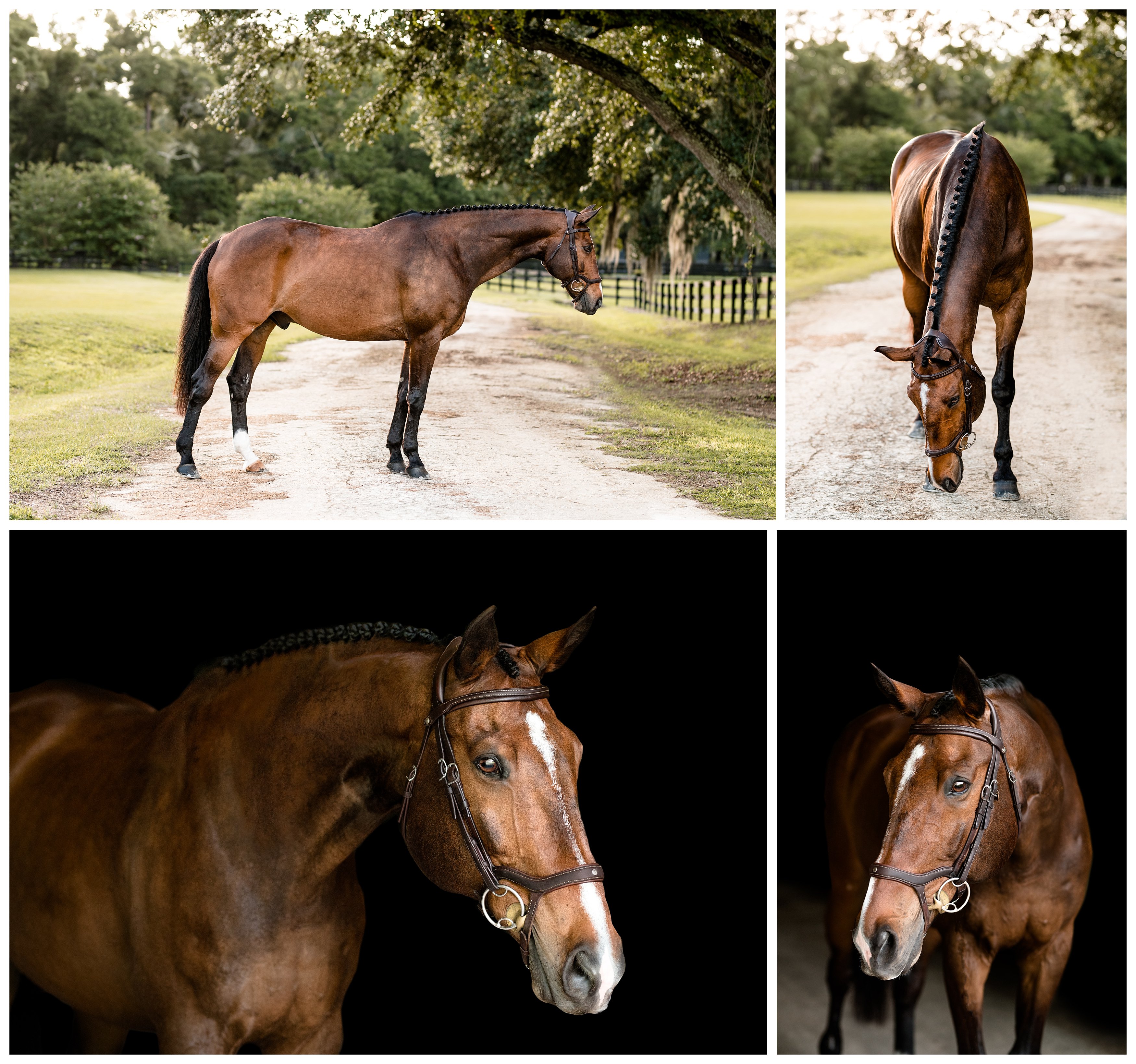 Fine art horse portraits taken in Ocala, Florida.