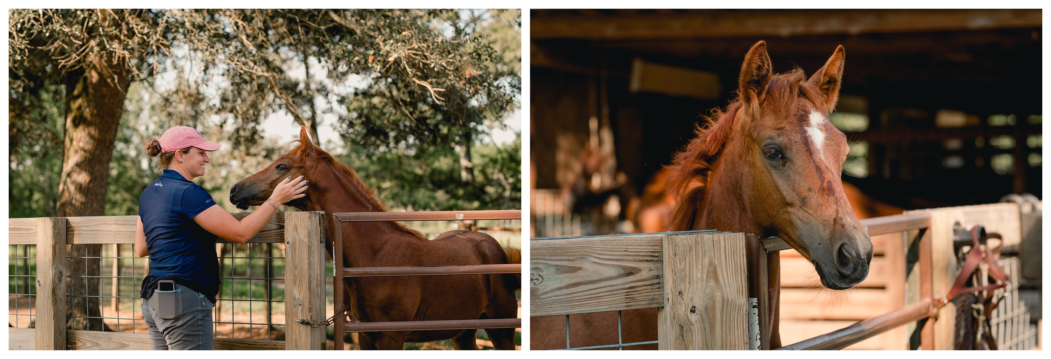 Trakehner horse breeding farm in Tallahassee, Florida. Iron Star Equestrian