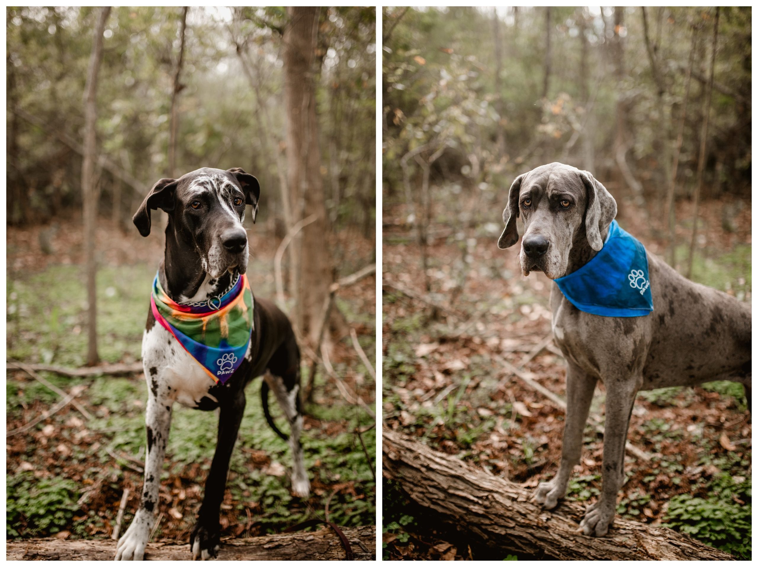 Great Dane photography in Florida showing off PAWZ brand.