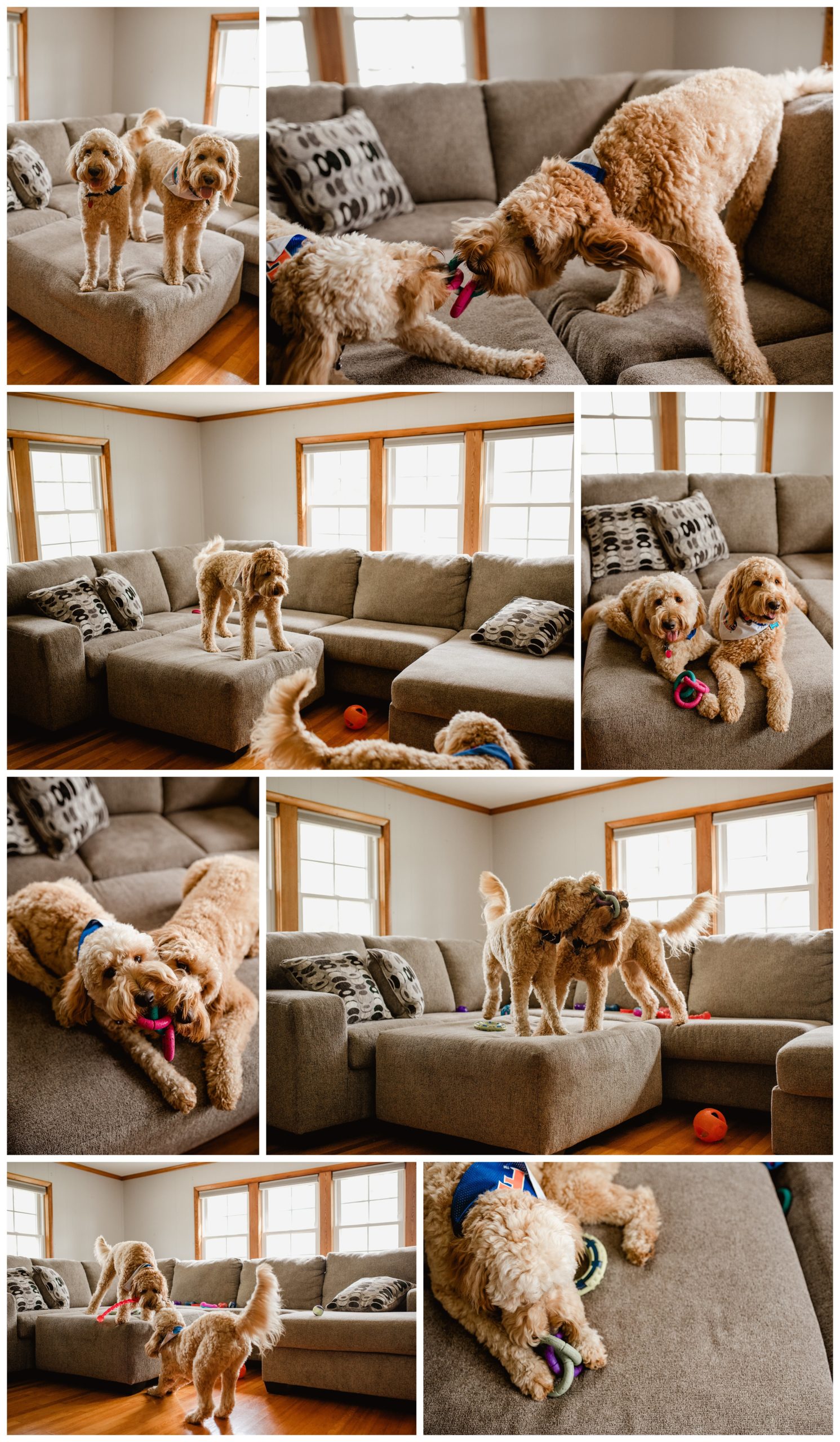 What it's really like to own dogs, a saga from a lifestyle pet photographer.