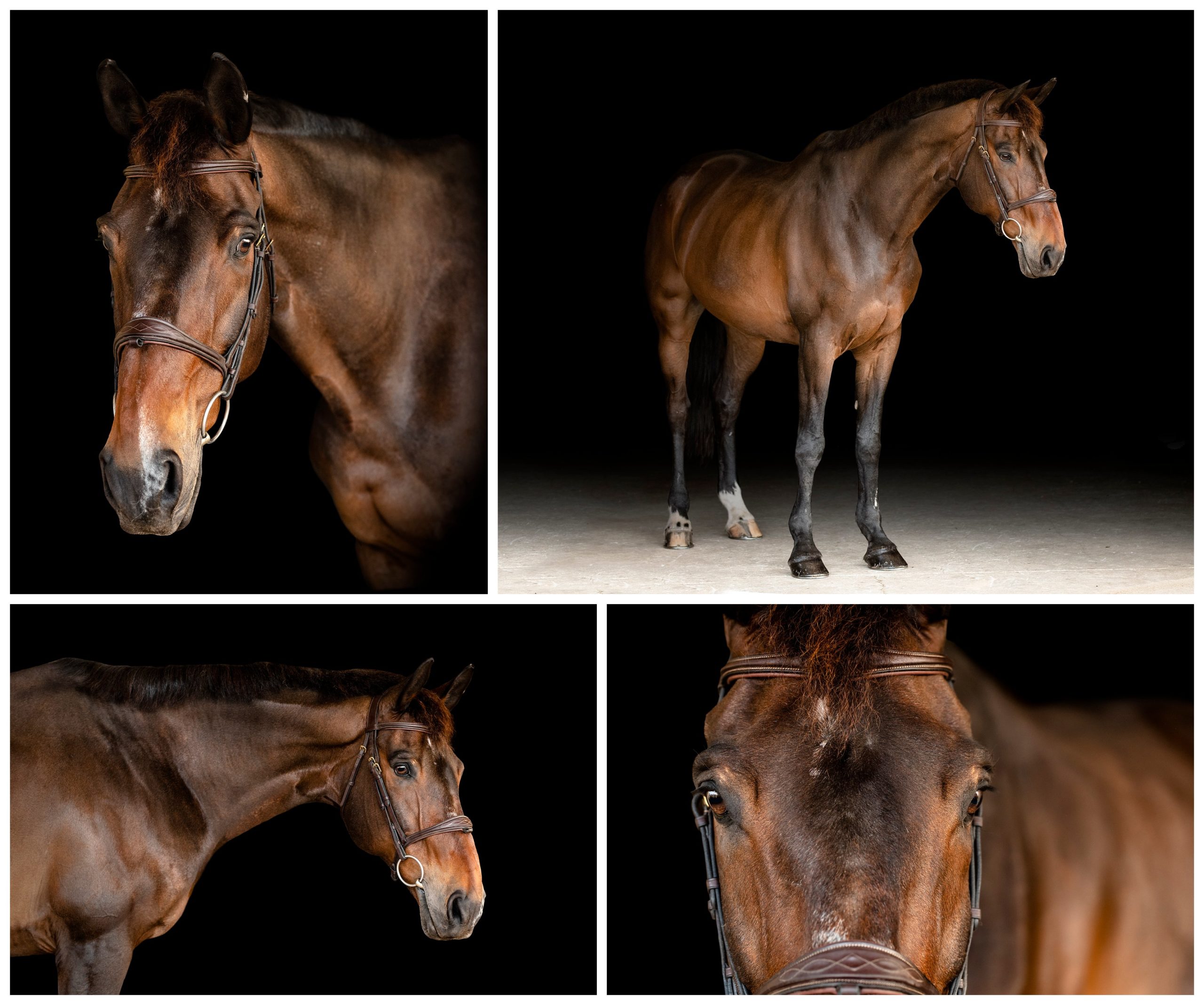 Fineart photos of sporthorses in Florida