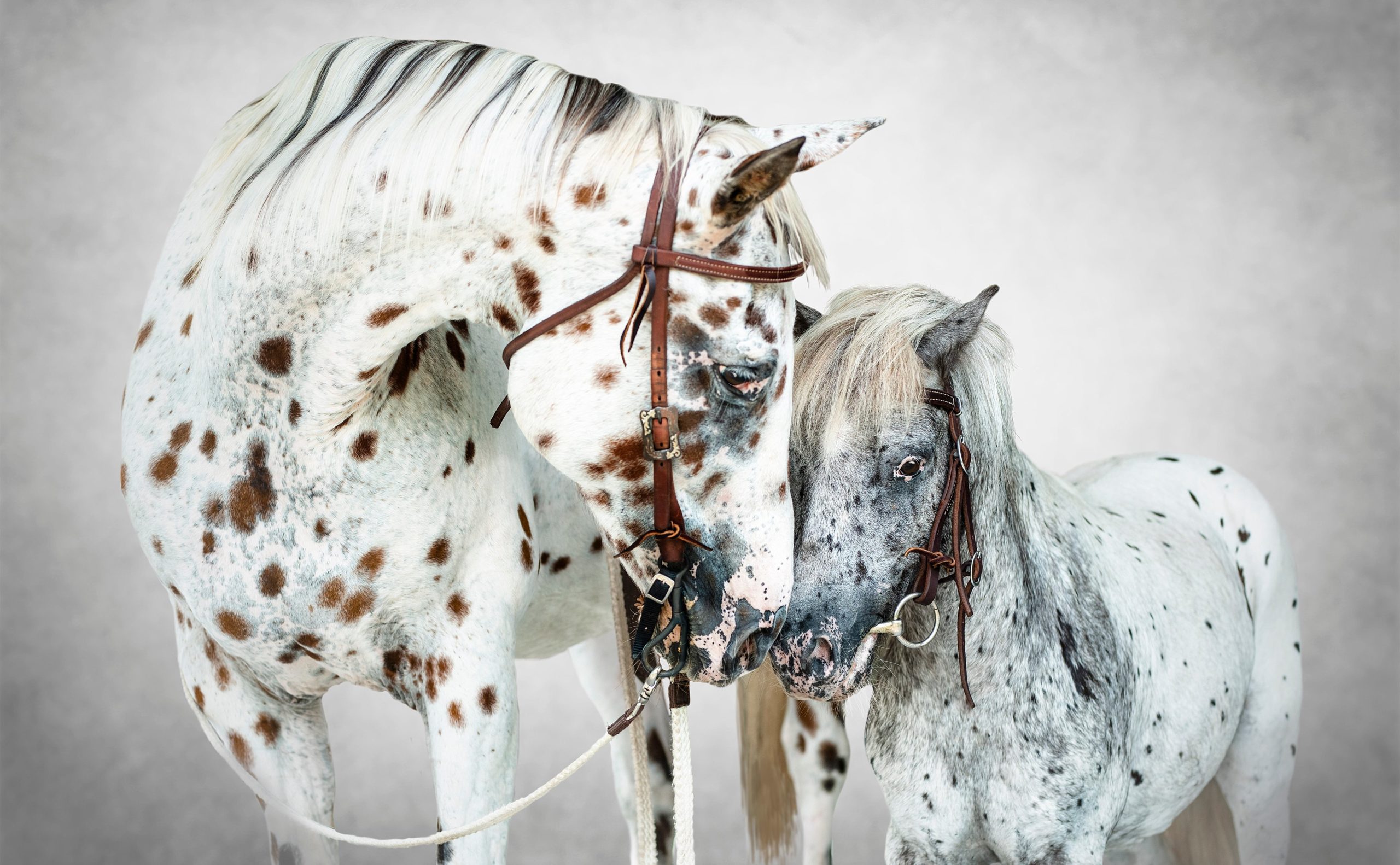 Equine fine art with leopard appaloosa horse and miniature horse.