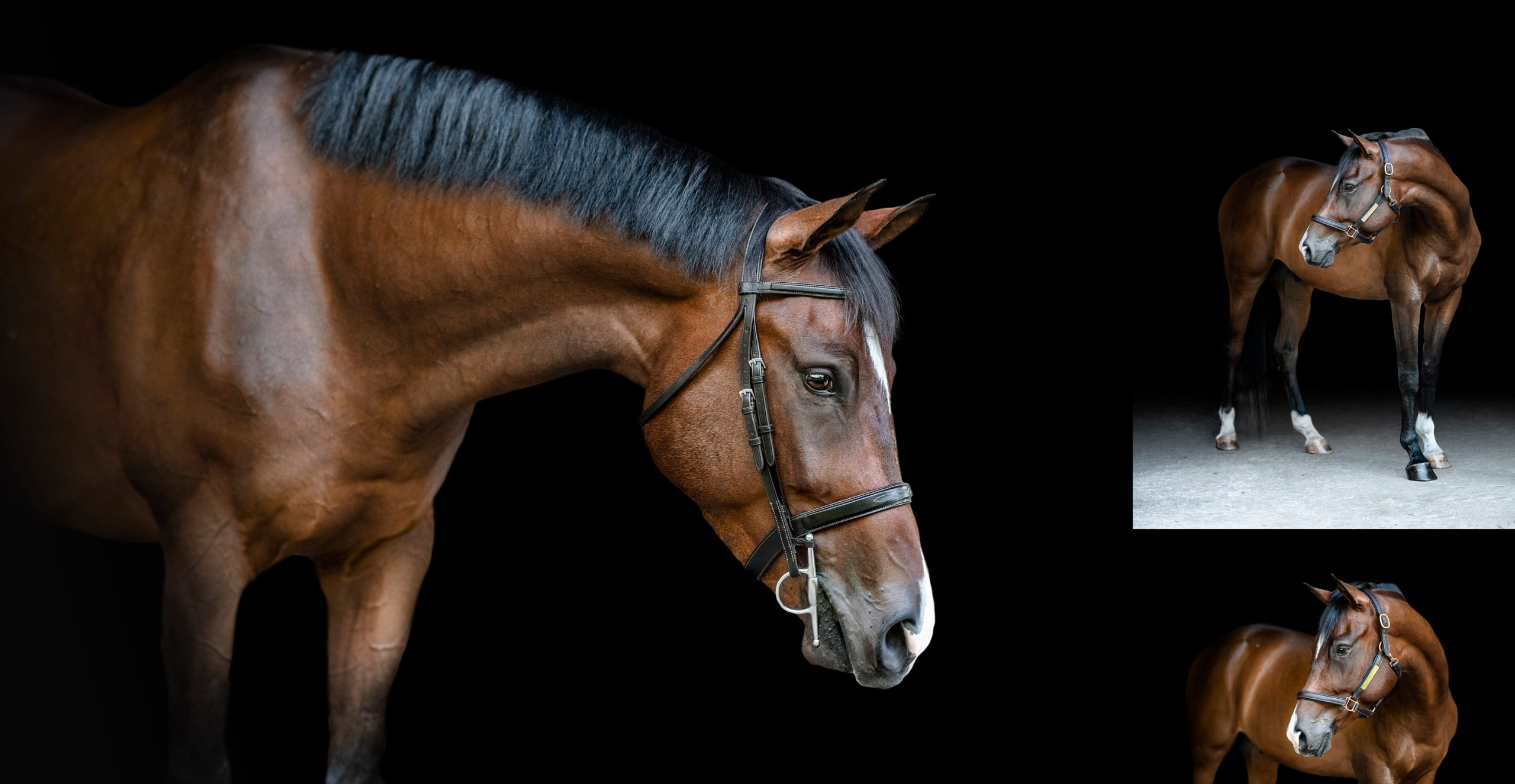 Equine photographer who does black backgrounds in South Georgia.