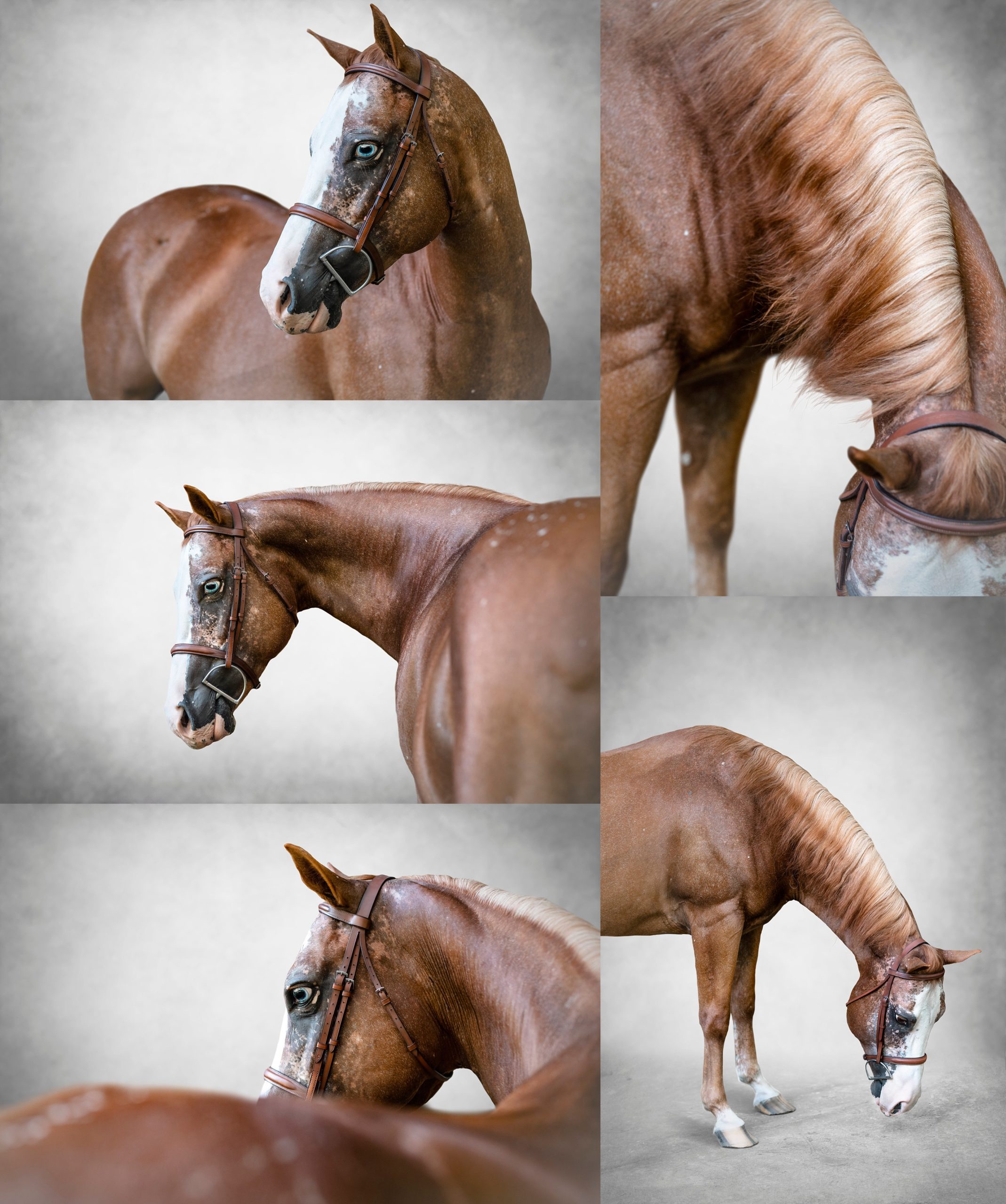 Unique photos of horses for wall art.