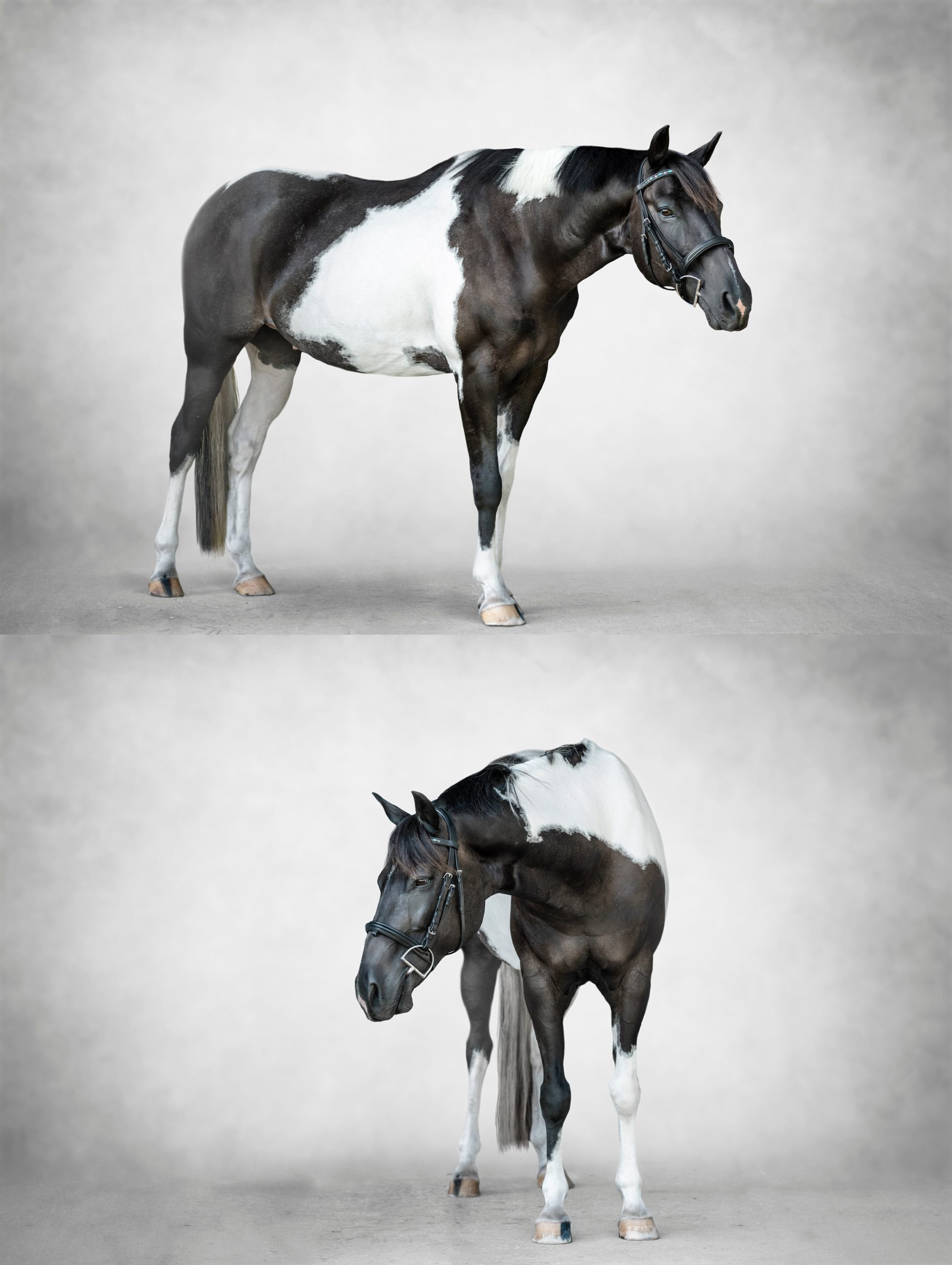 APHA Photographer takes fine art pictures of black and white gelding.