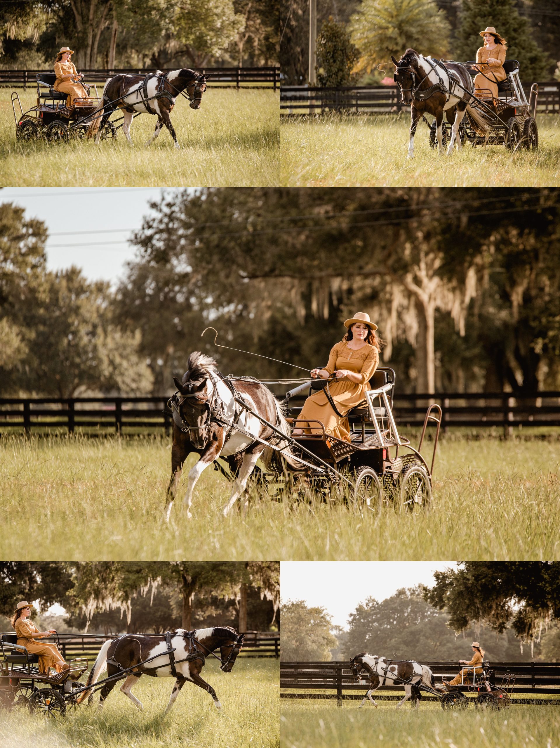 APHA horse drives carriage during photoshoot.