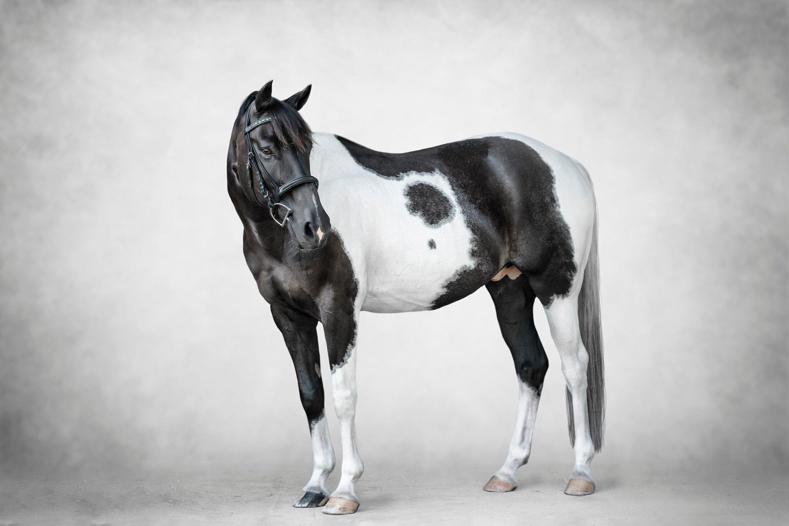 American Paint Horse fine art photo by professional photographer.