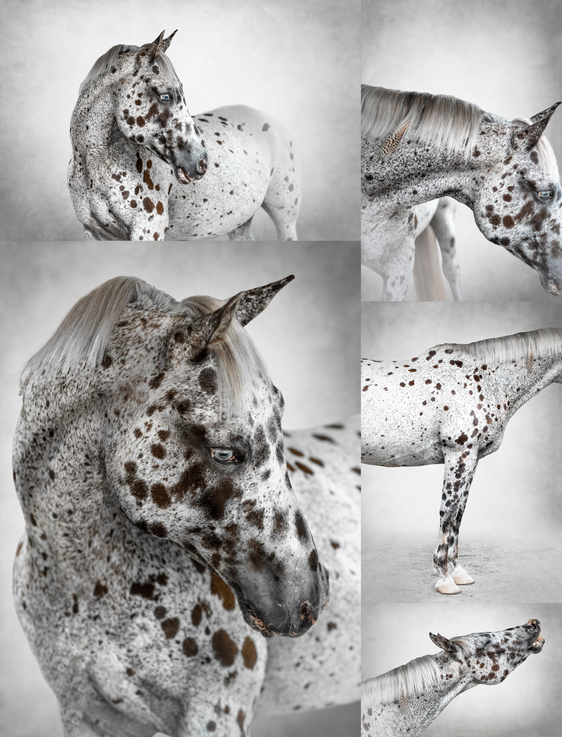 Equine portrait photographer in Florida takes photos of Appaloosa horses.