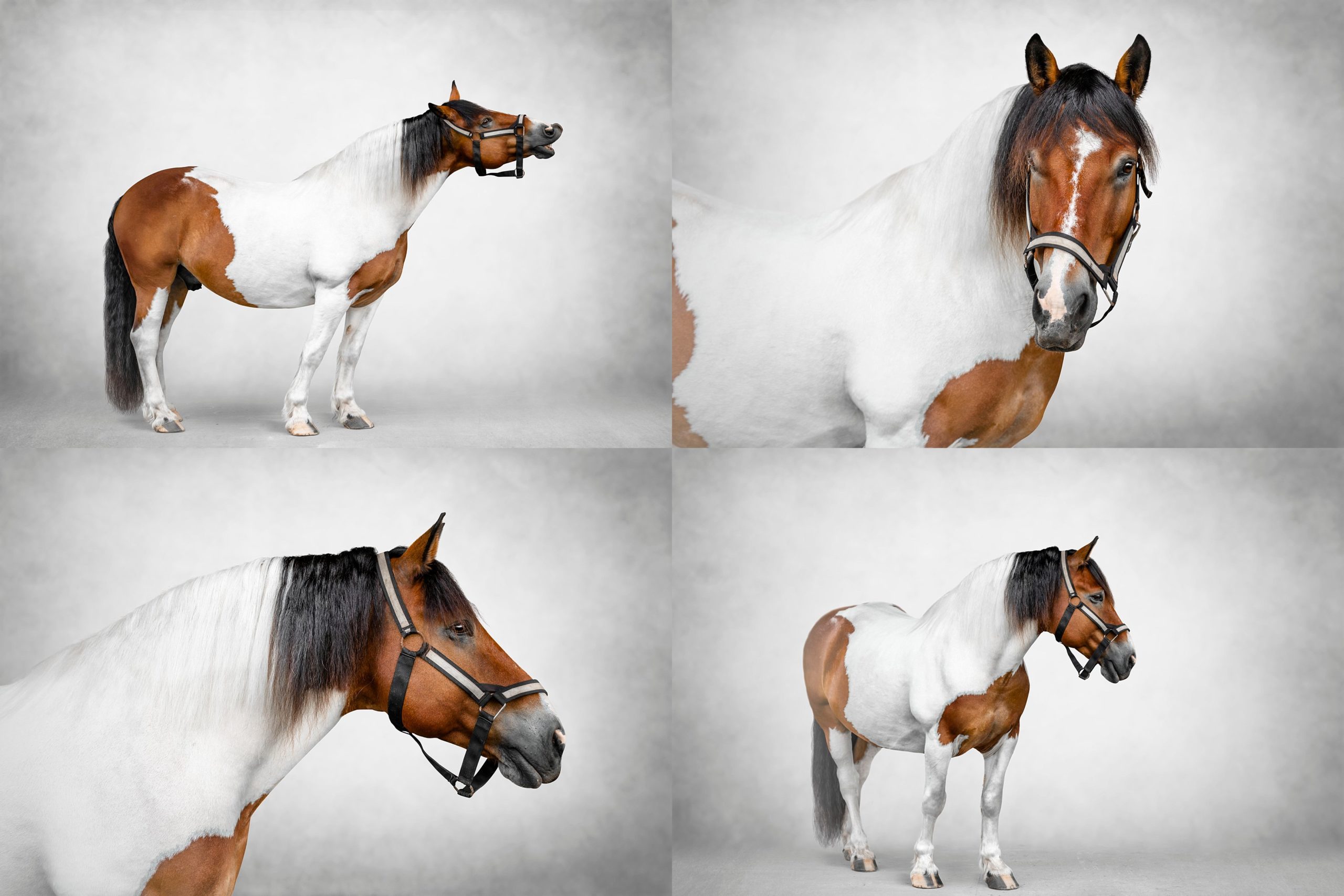 Spotted draft fine art equine photography in Florida.