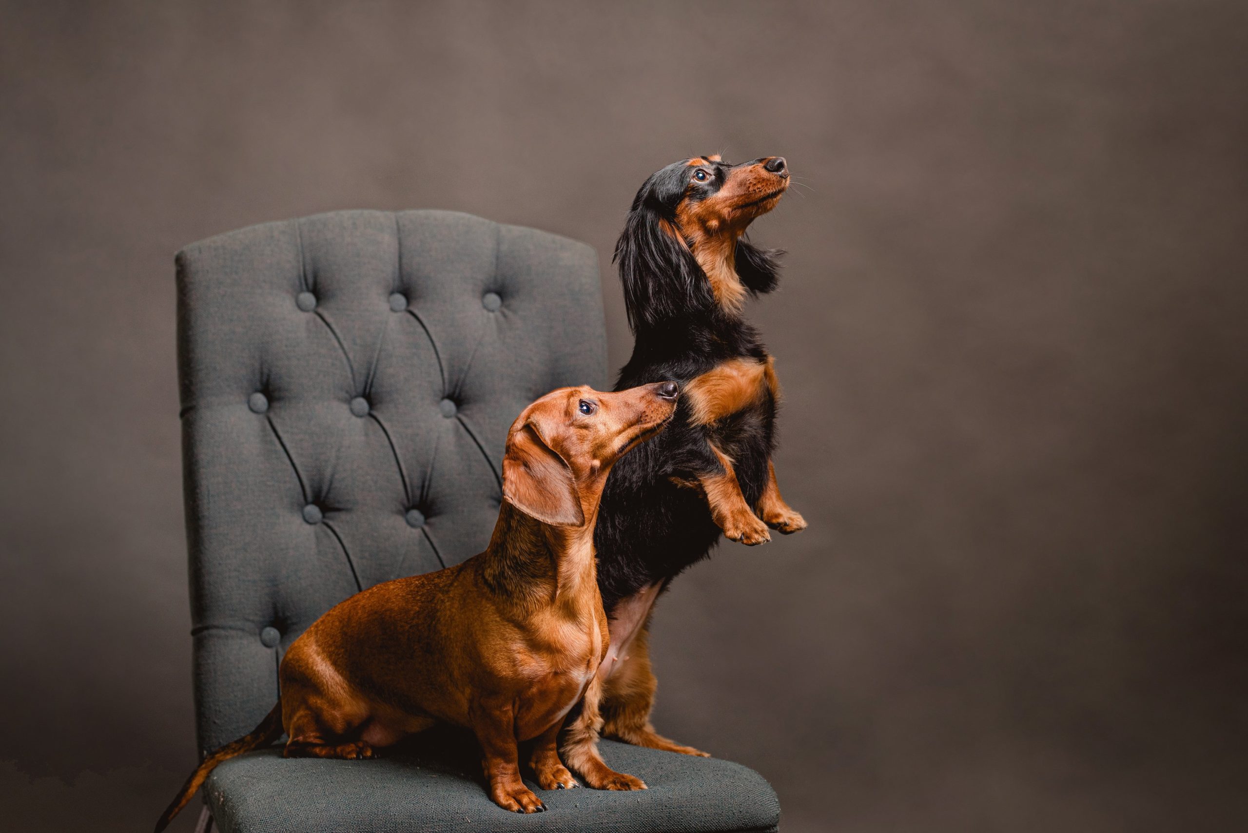 Pet studio photography in North Fl and South GA