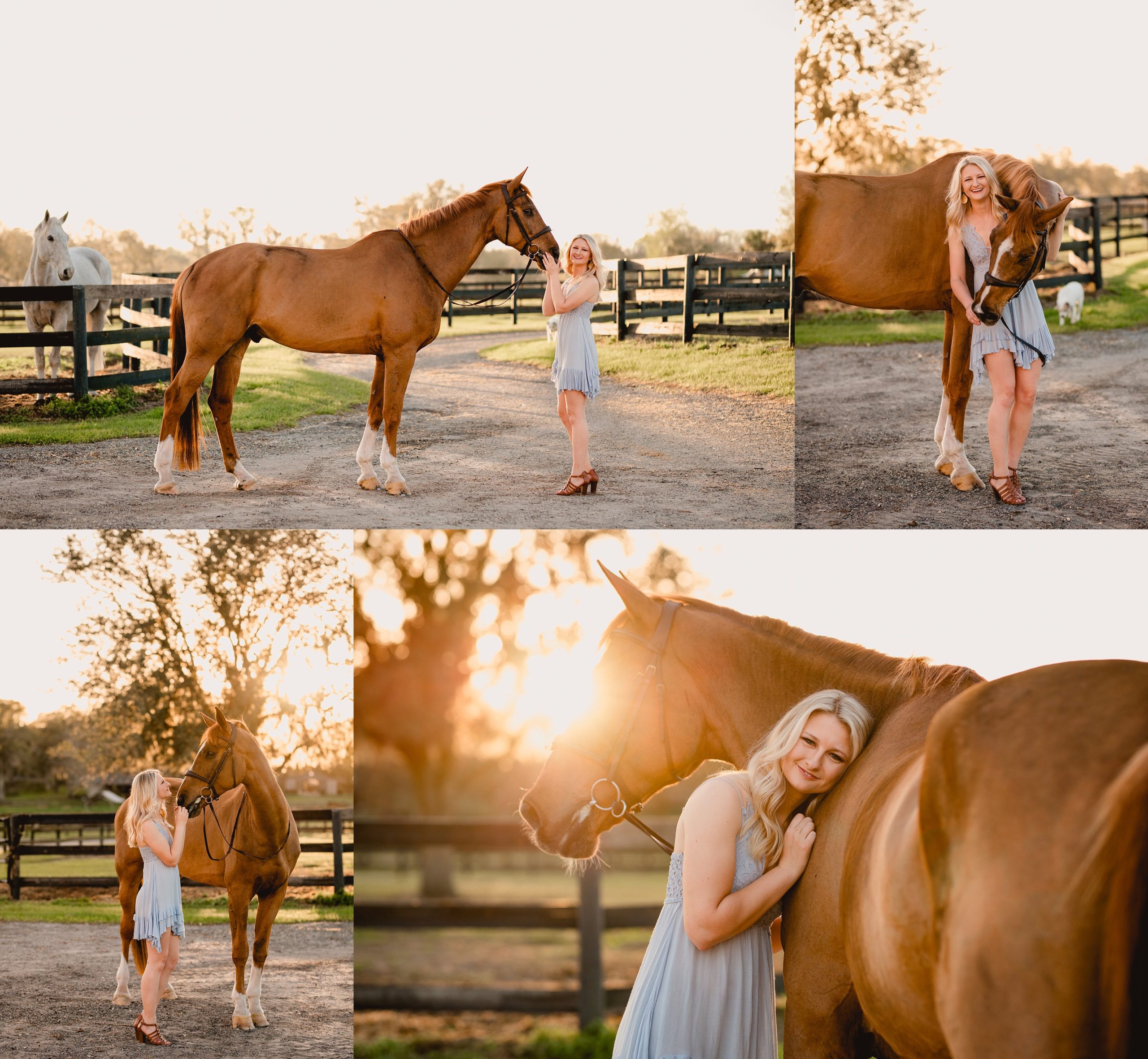 Golden hour horse photography in Ocala, Florida with warmblood jumper gelding.