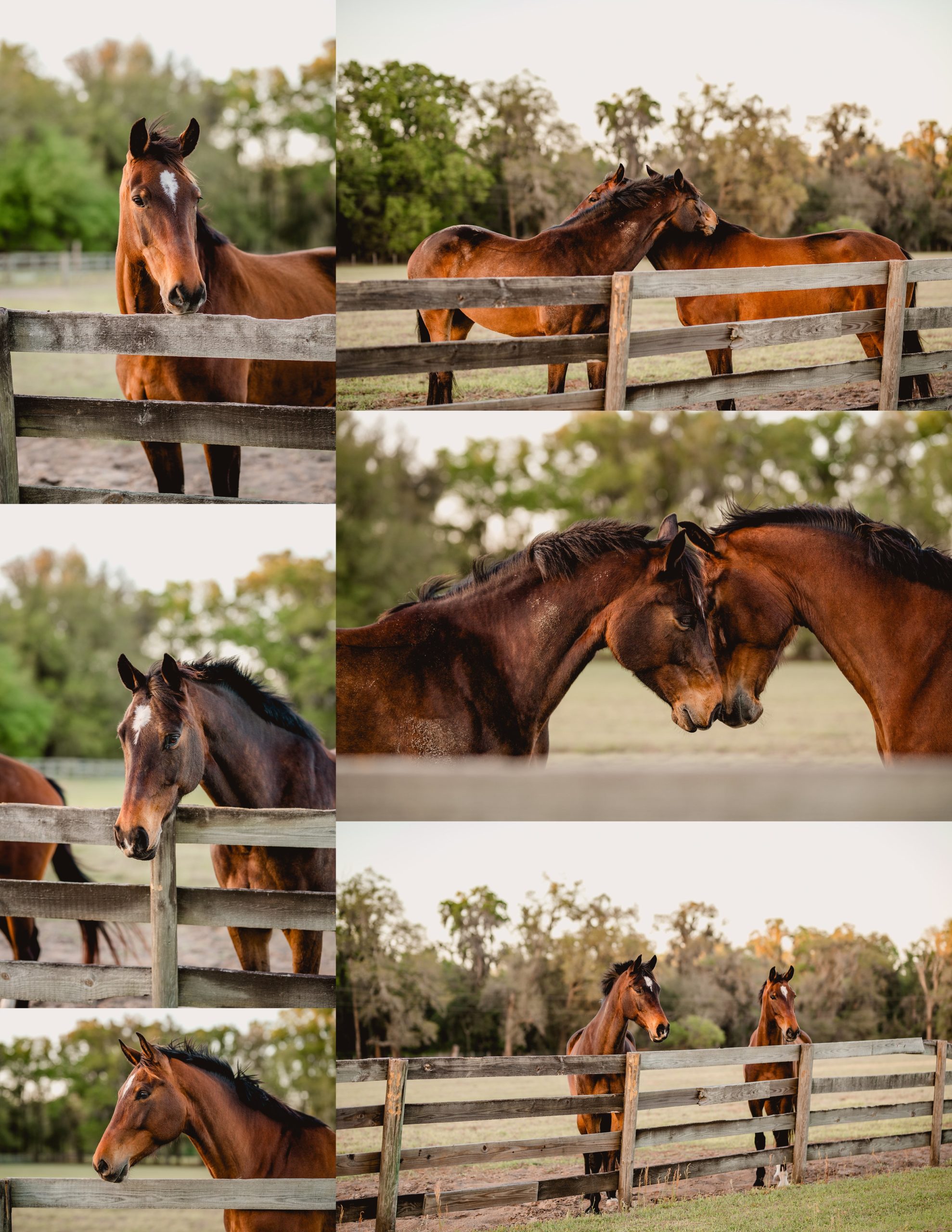 North Florida horse barns with Warmblood dressage mares.