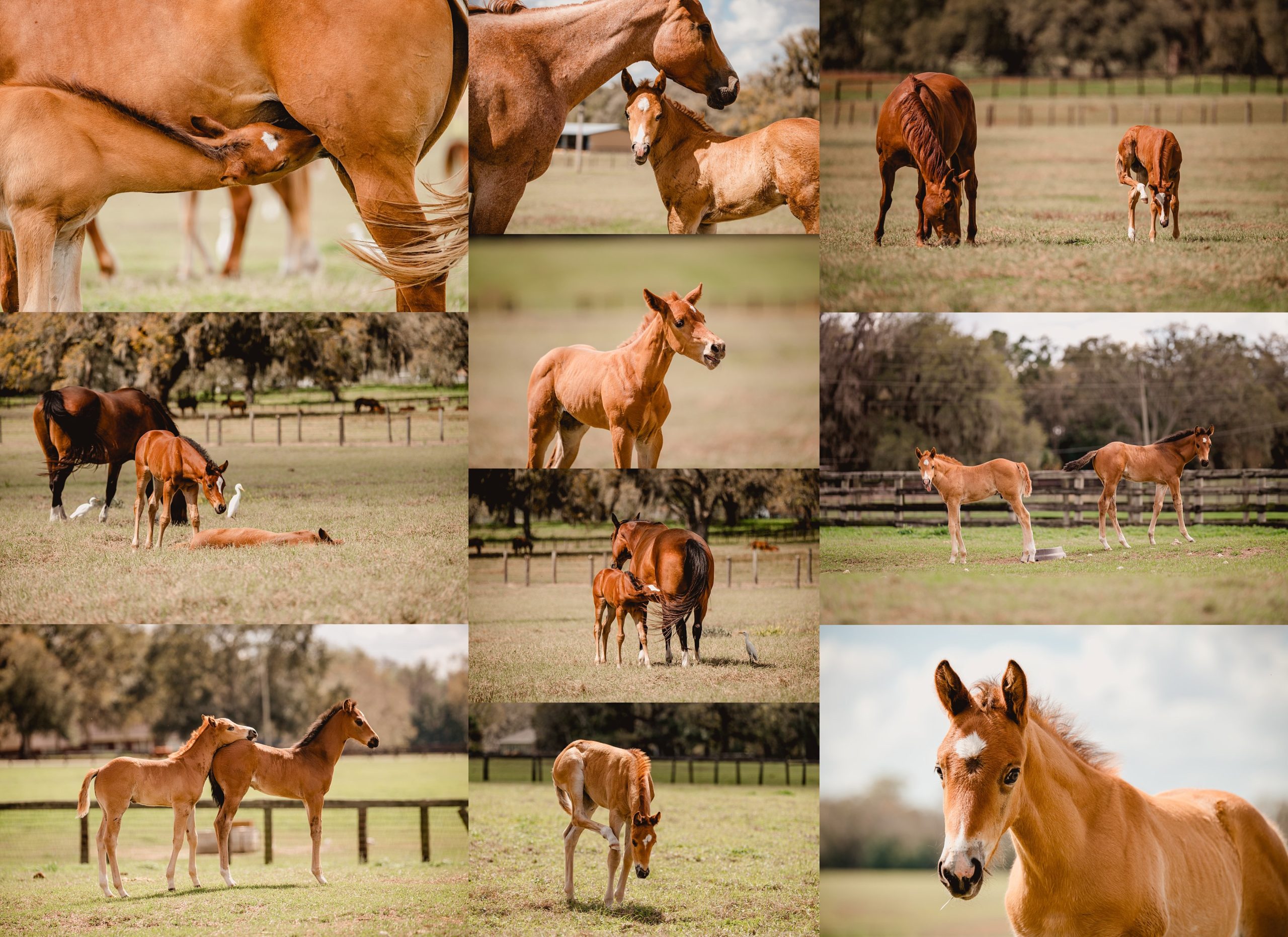 Professional photographer takes pictures of mares with their foals at the University of Florida.
