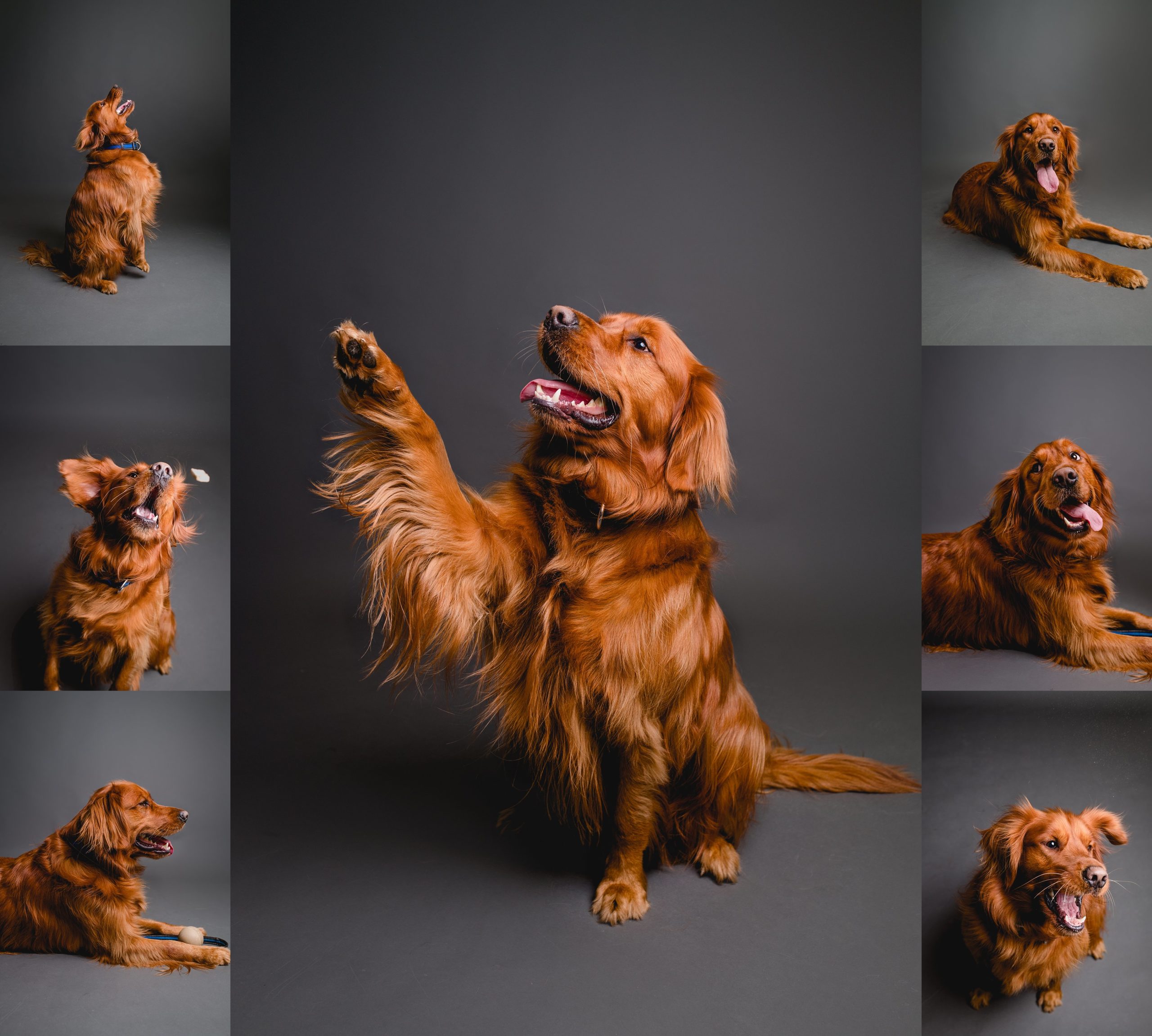 Cute and fun photography studio dog pictures of Golden Retriever.