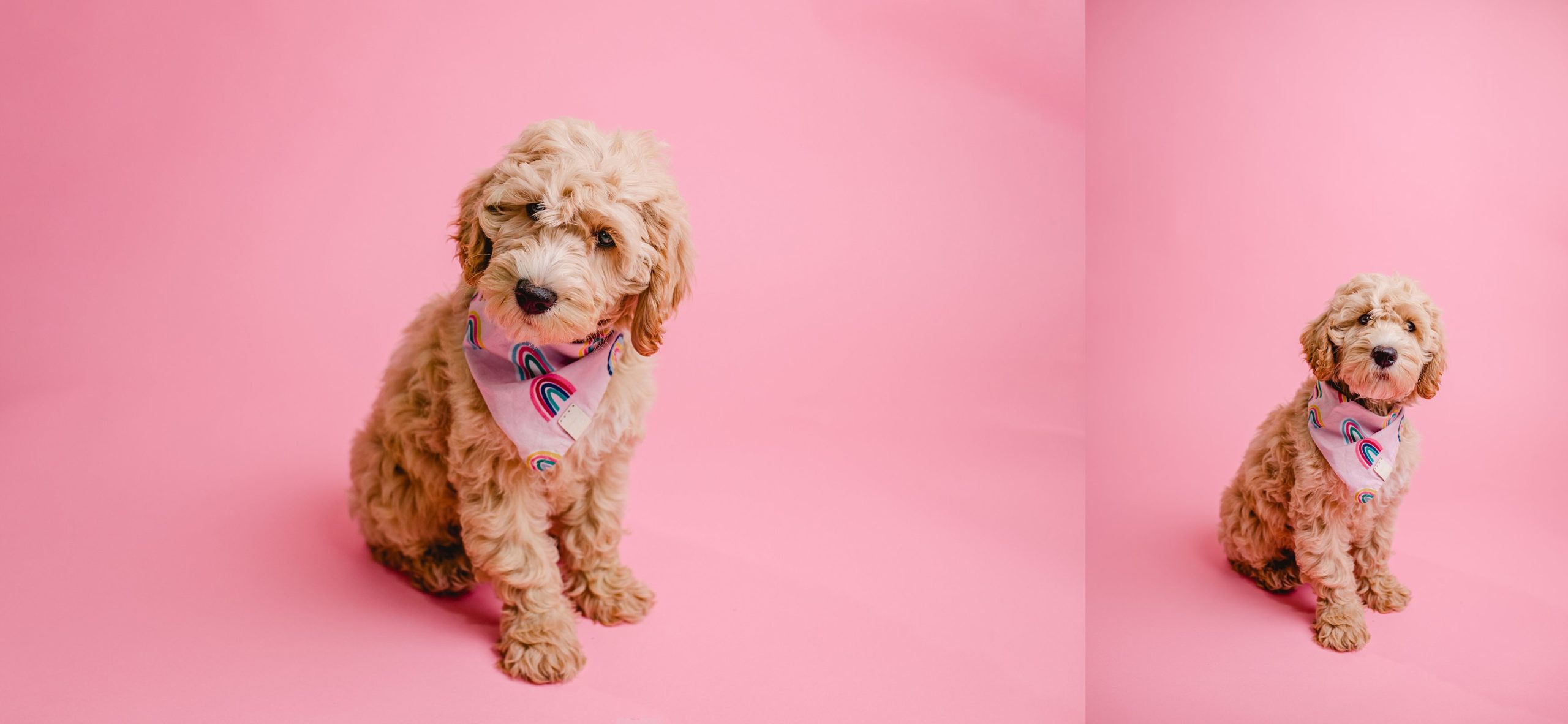 Cute puppy photography in studio on pink seamless backdrop.