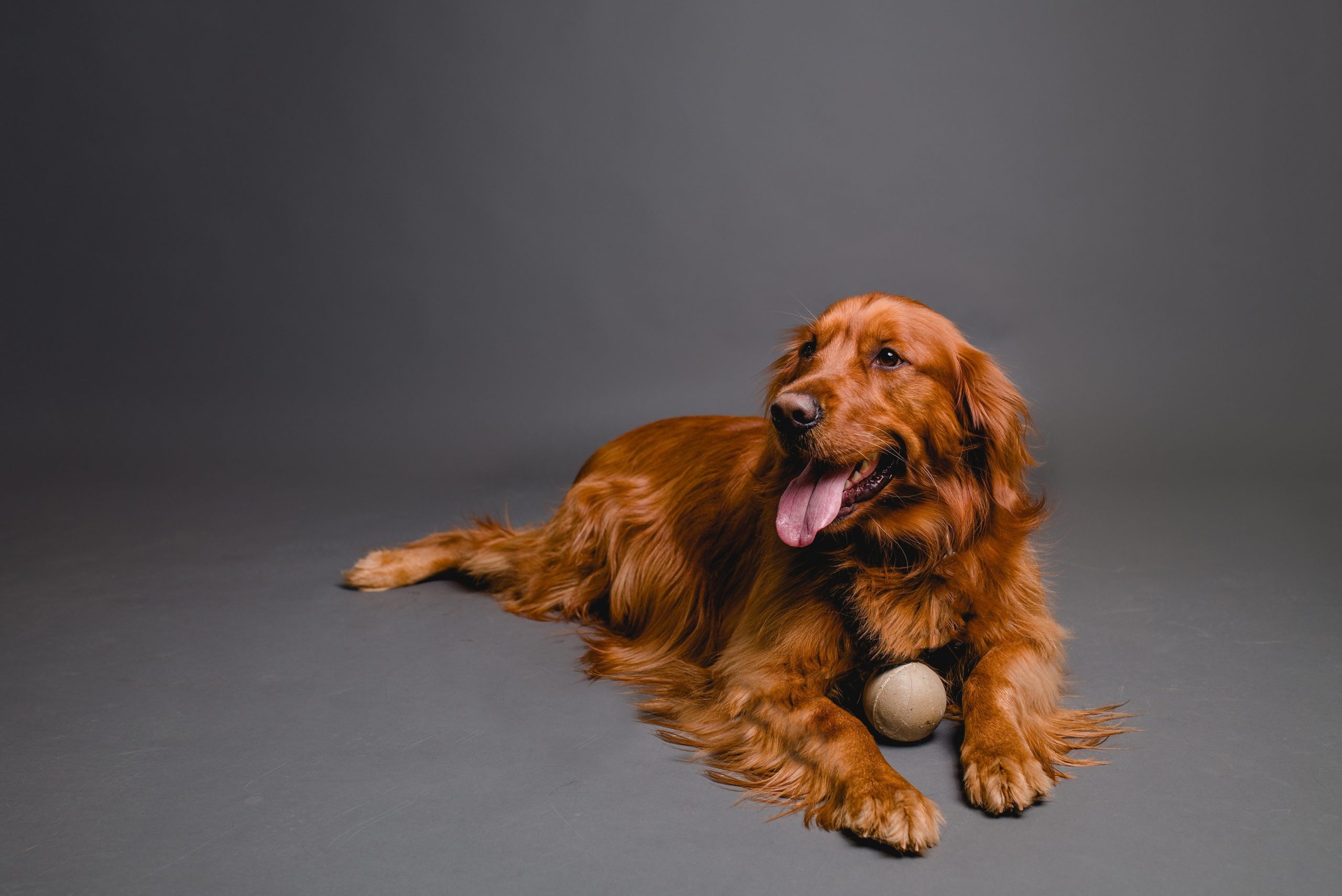 Studio pet photographer in North Florida. Golden Retriever Dog.
