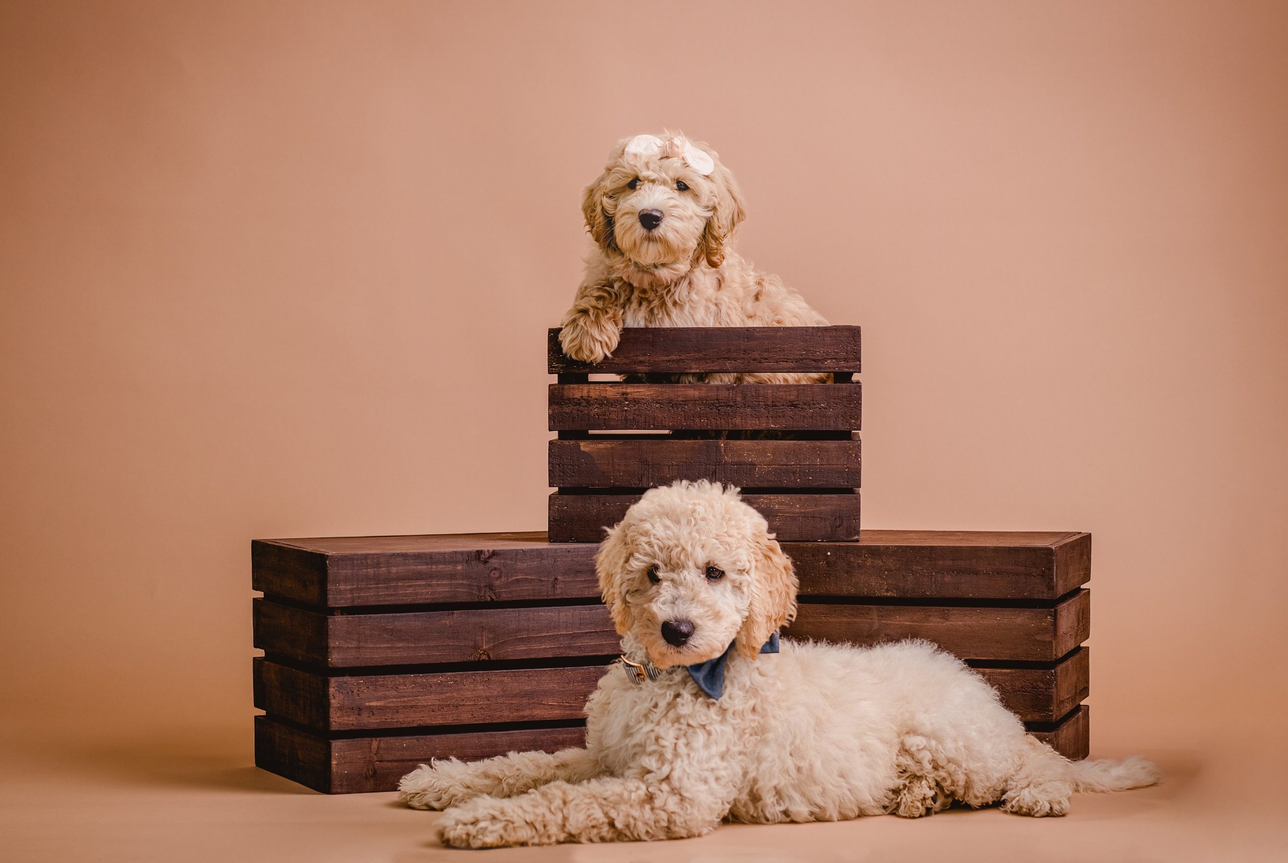 Studio pet photography with golden doodle puppies.
