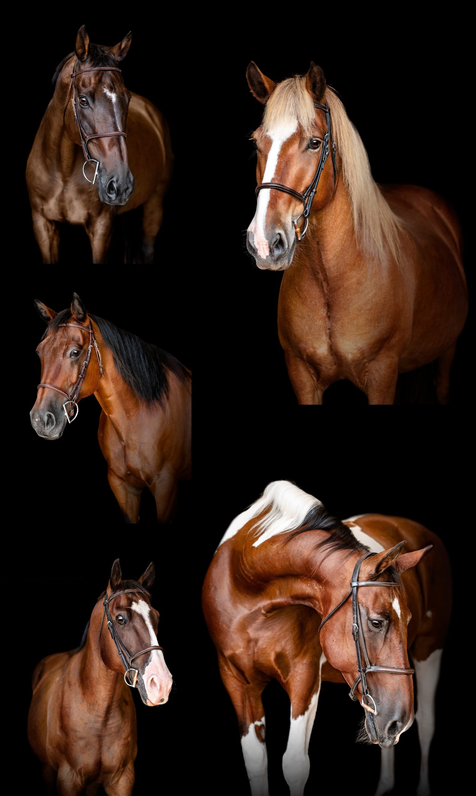 Fine art black background photos of therapeutic riding horses in Thomasville, Georgia