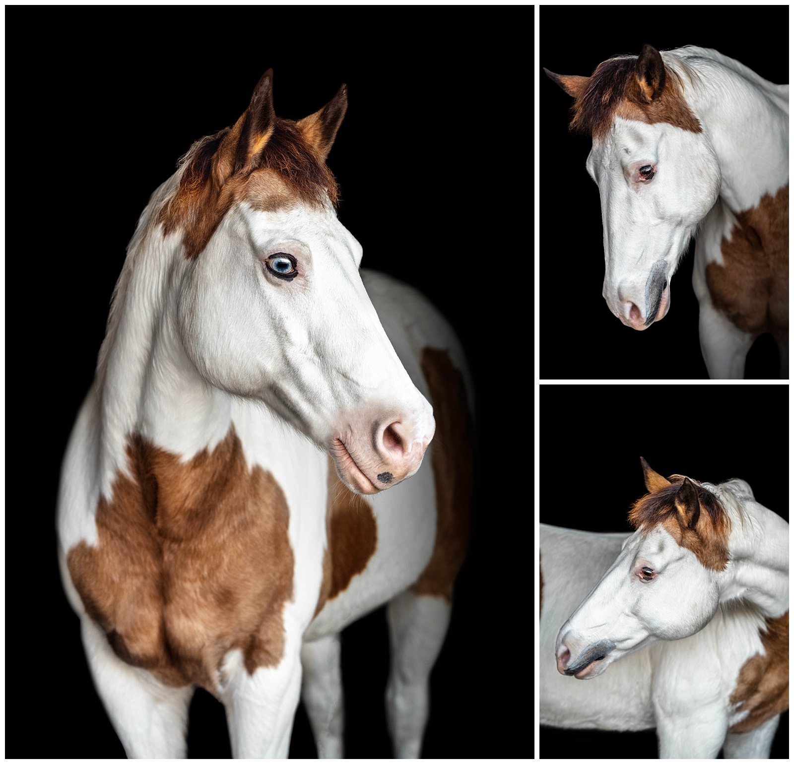 Fine art equine photographer takes black background portraits of paint horse in Fort Myers, FL.