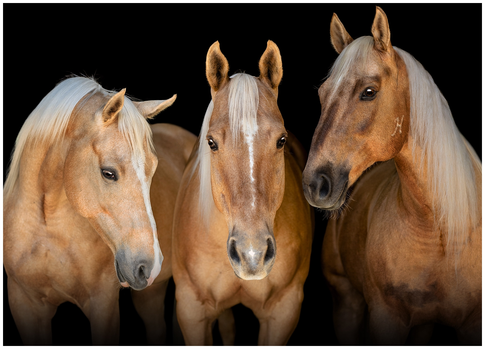 Three barrel racing horses in Ocala FL. Palomino Quarter Horse composite equine fine art.