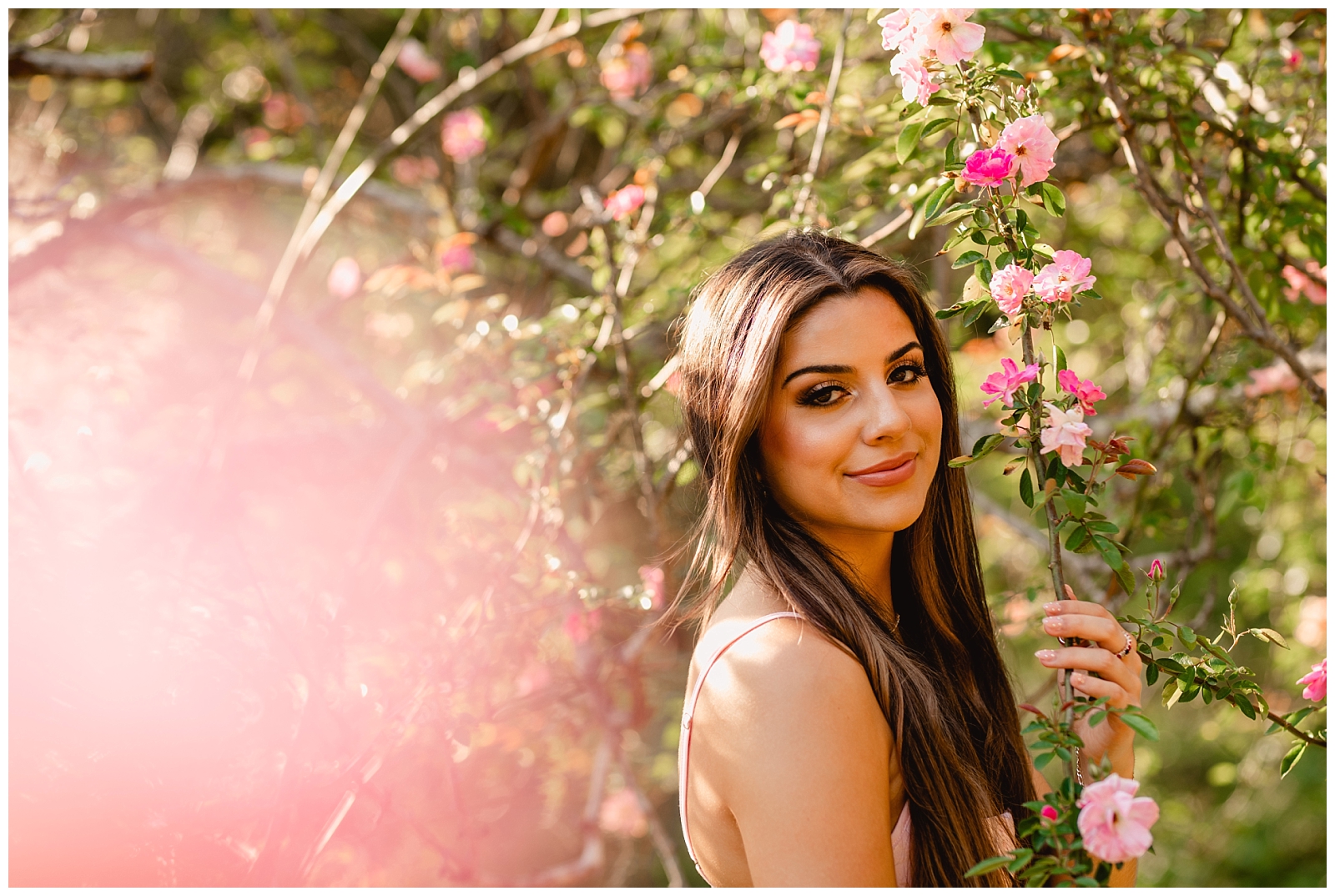 Senior girl with rose bush. Using flowers for senior pictures. Shelly Williams Photography.